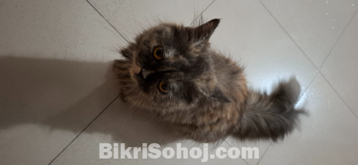 Persian Cat (Female)